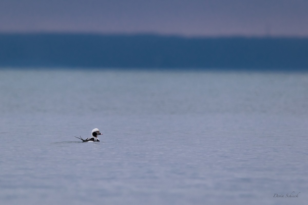 Long-tailed Duck - ML521636711