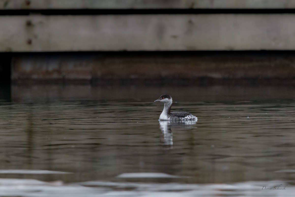 Horned Grebe - ML521637021