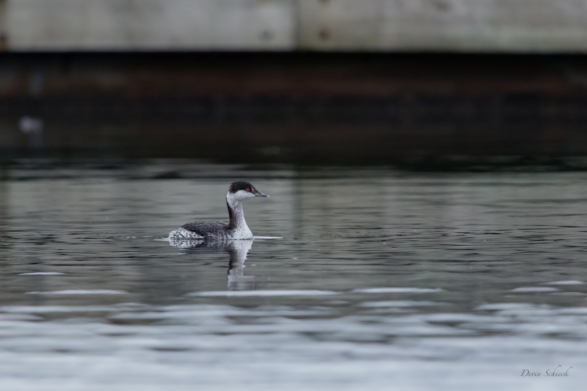 Horned Grebe - ML521637031