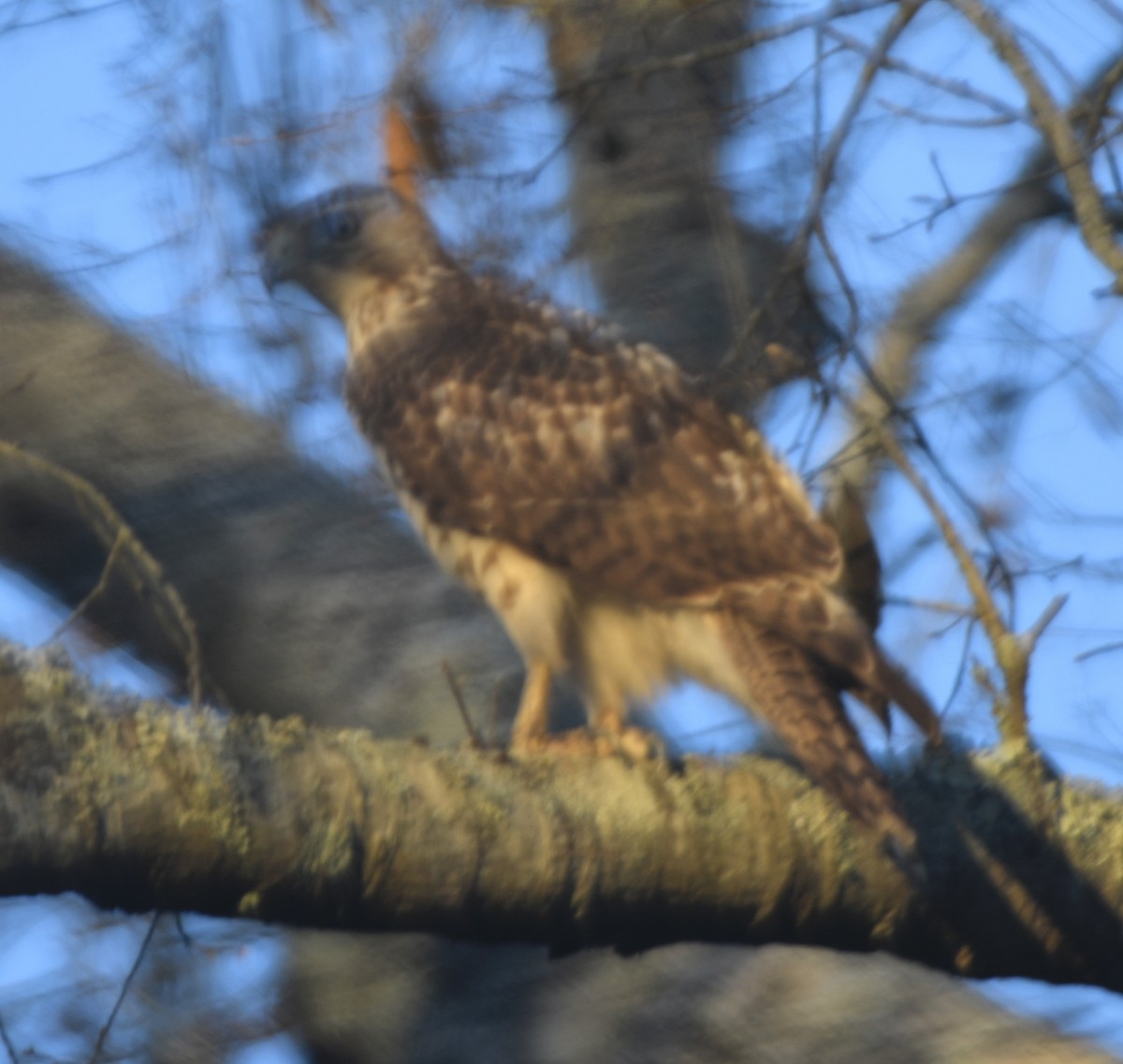 Red-tailed Hawk - ML521637411