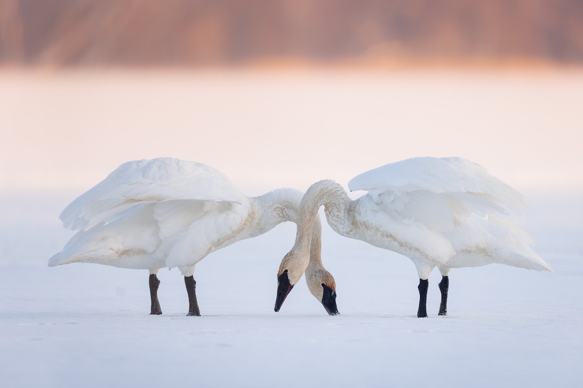 Trumpeter Swan - ML521638581