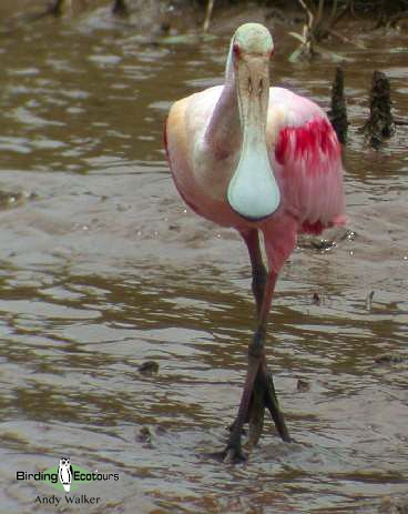 Roseate Spoonbill - Andy Walker - Birding Ecotours