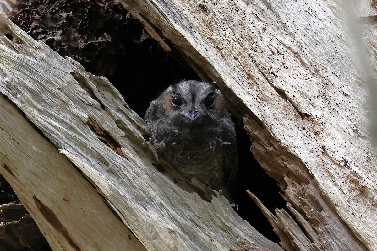 Australian Owlet-nightjar - ML521640531