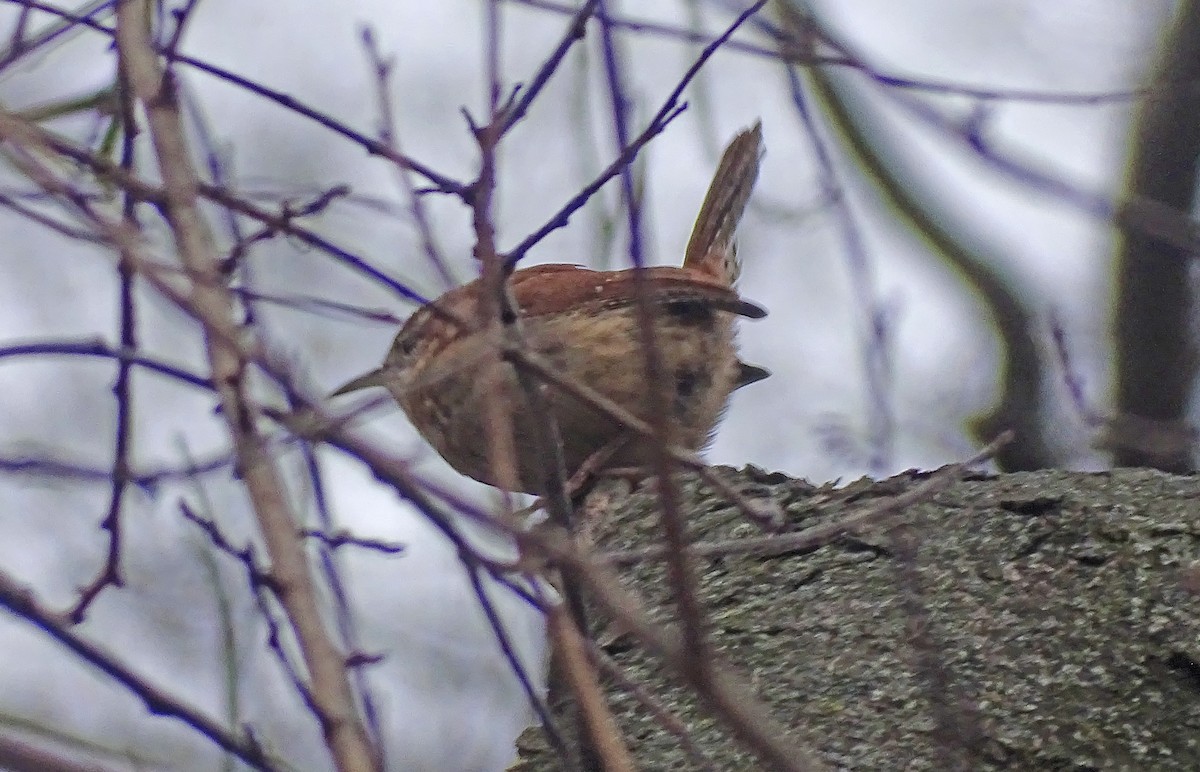 Carolina Wren - ML521641231