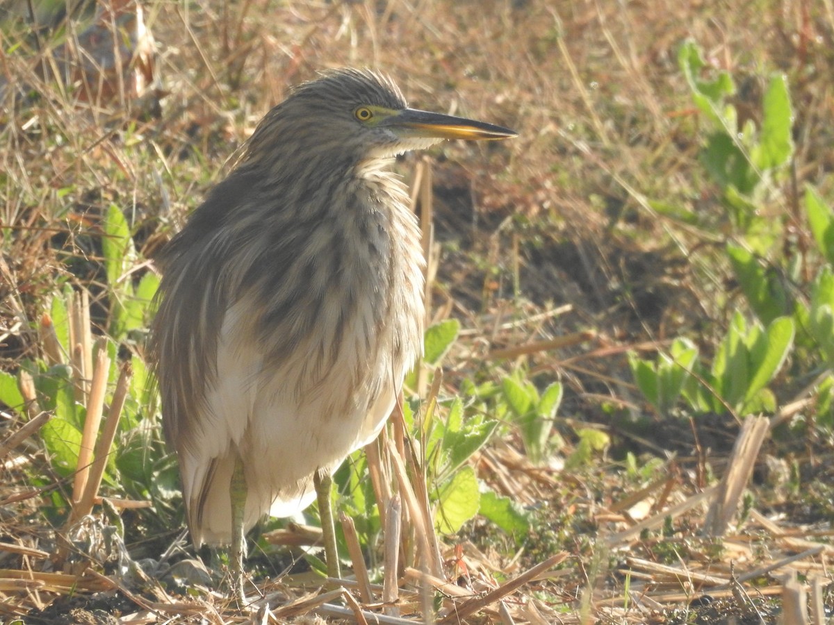 Indian Pond-Heron - ML521641851