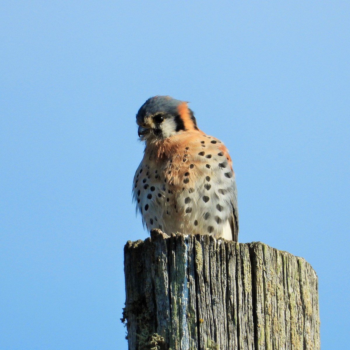 American Kestrel - ML521642381