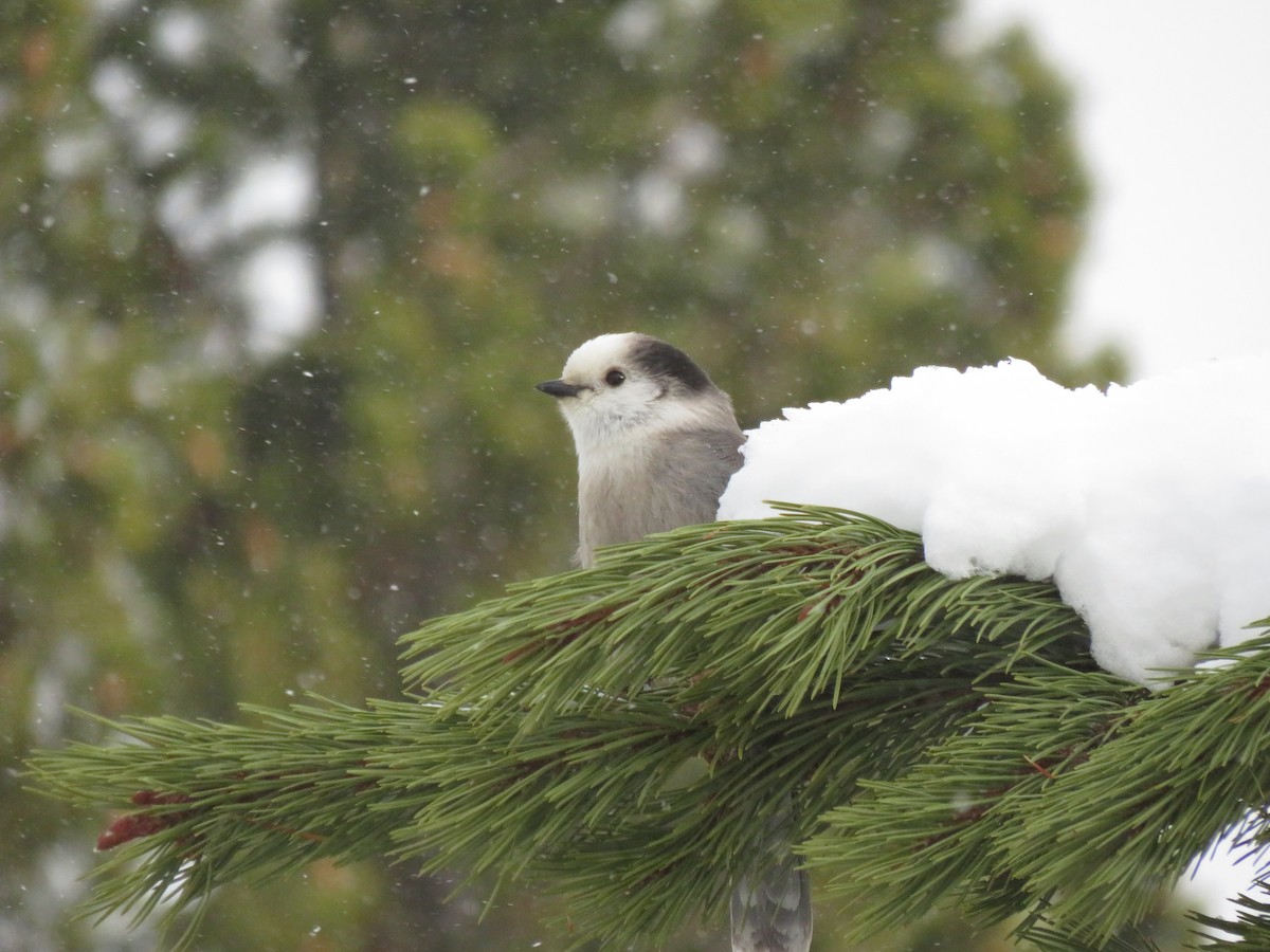 Canada Jay - ML521643121