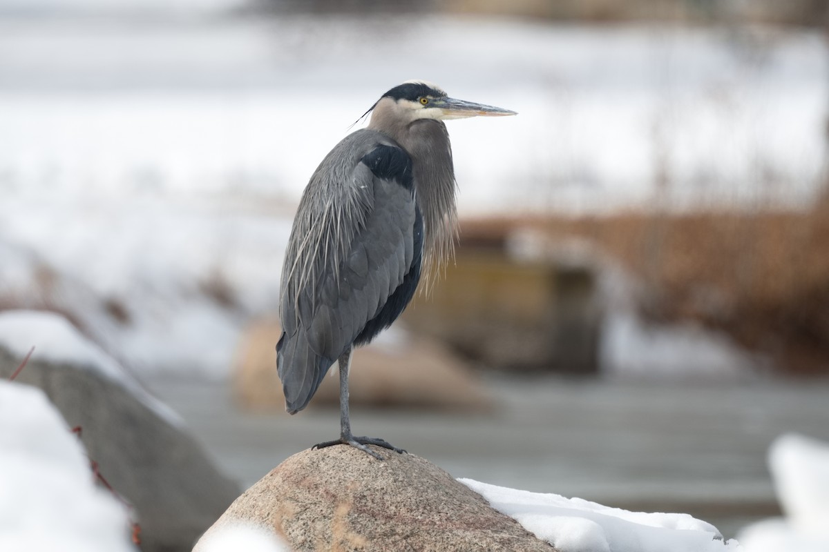 Great Blue Heron - ML521643171