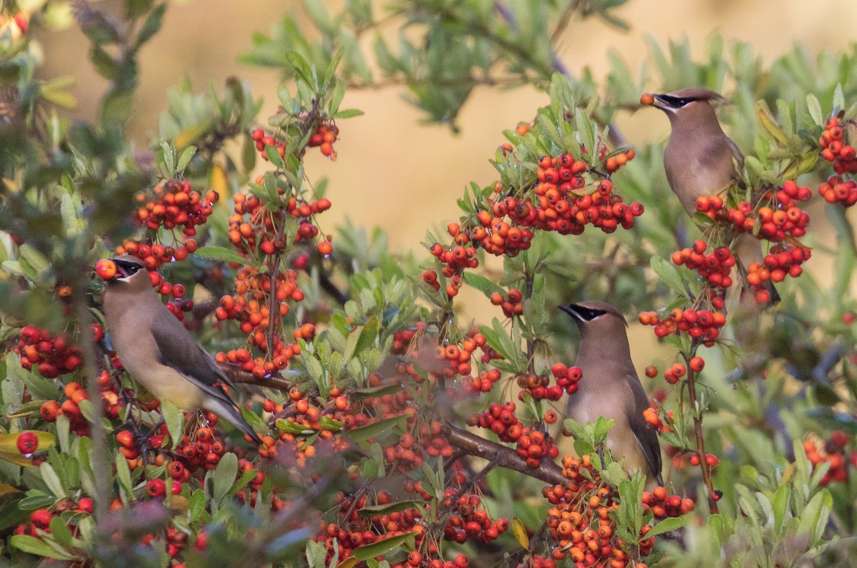 Cedar Waxwing - Kathleen Kent