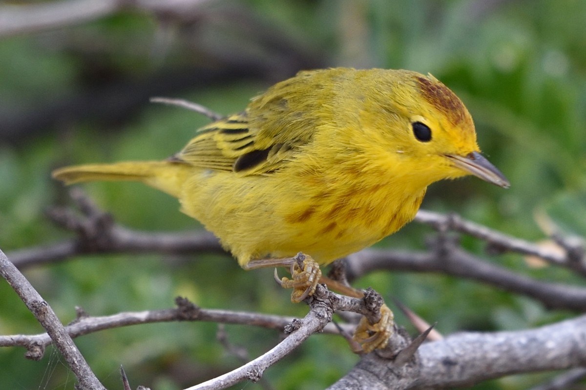 Northern/Mangrove Yellow Warbler - ML52164421