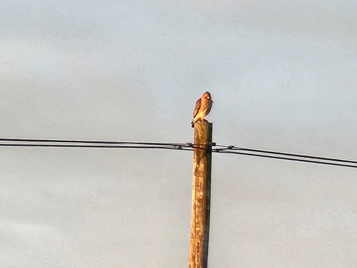 Red-shouldered Hawk - ML521644901