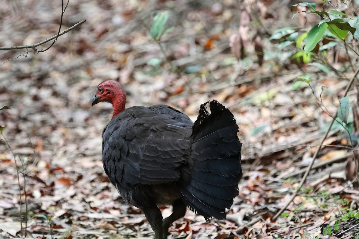 Australian Brushturkey - ML521645811