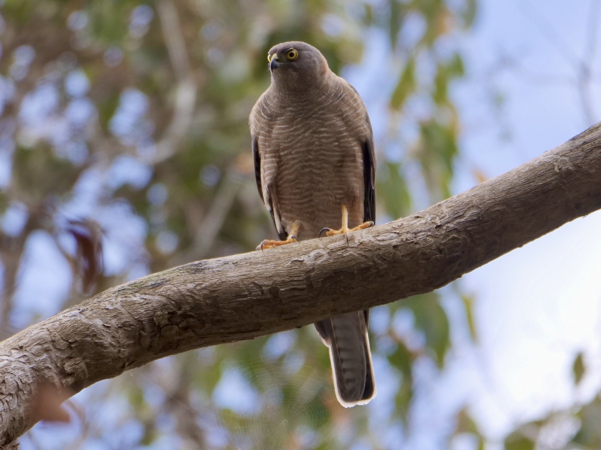 Collared Sparrowhawk - ML521646411