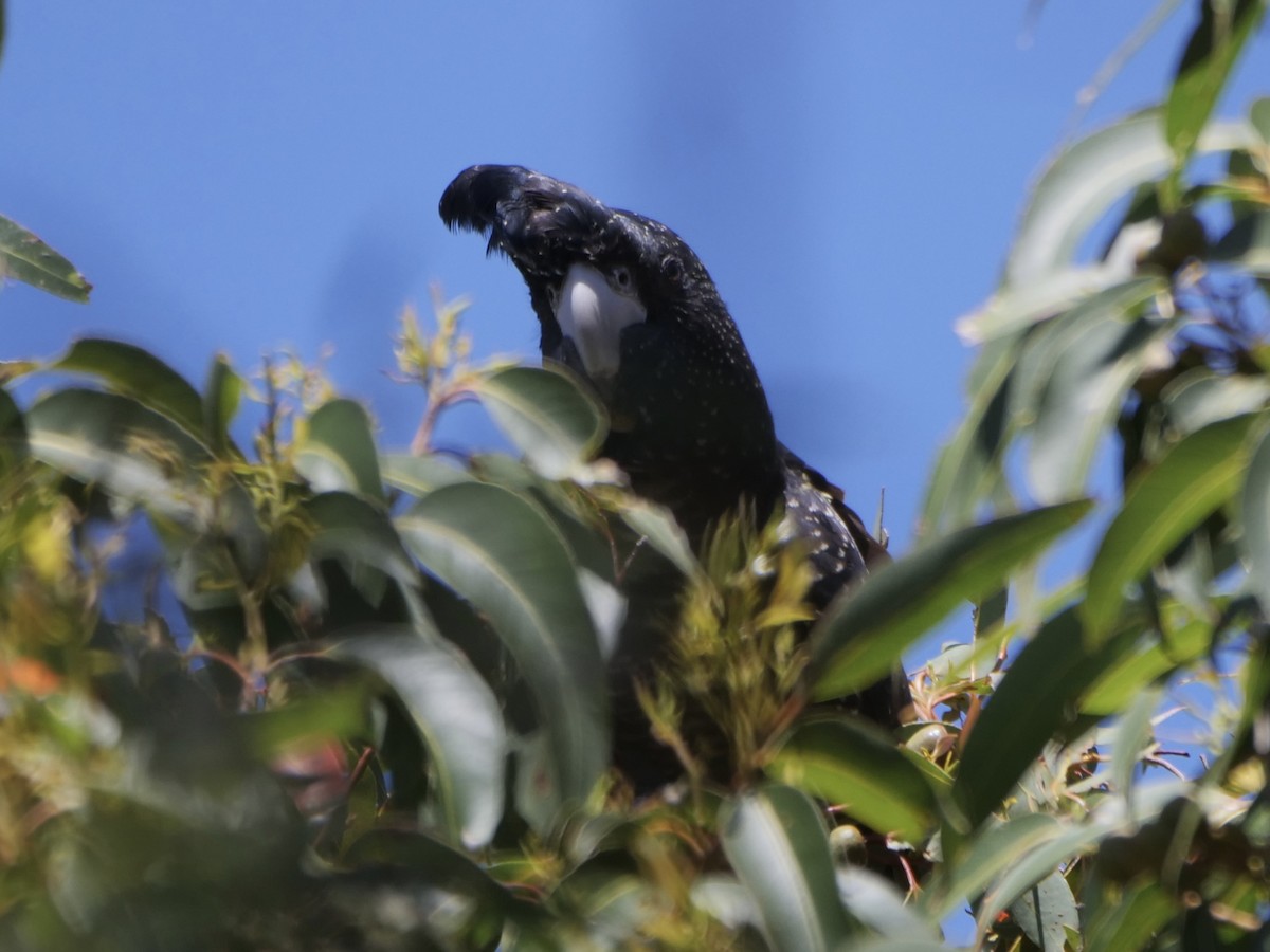 Red-tailed Black-Cockatoo - ML521646831