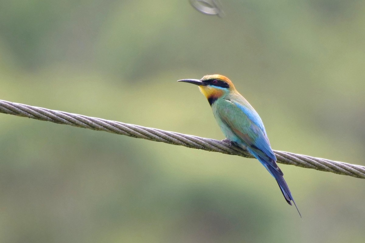 Rainbow Bee-eater - ML521646911