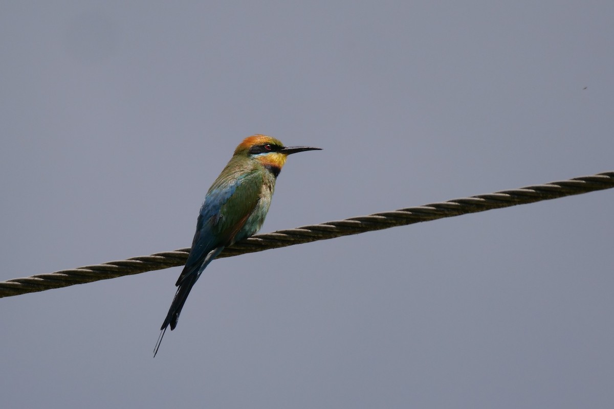 Rainbow Bee-eater - ML521646951