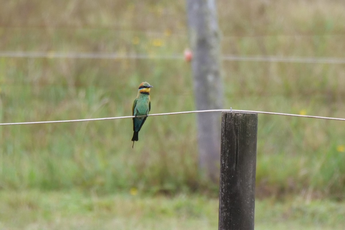 Rainbow Bee-eater - ML521647381