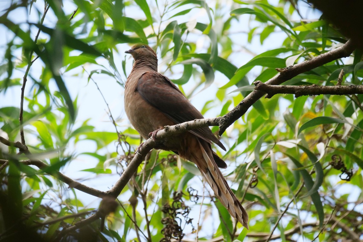 Brown Cuckoo-Dove - Jenny Stiles