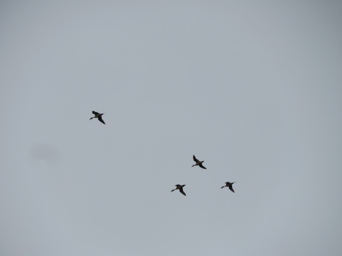 Northern Pintail - ML521650031