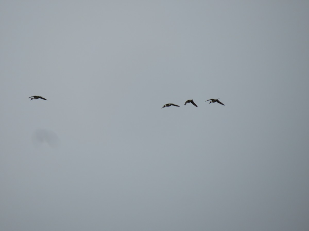 Northern Pintail - ML521650141