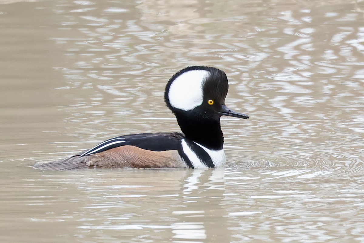 Hooded Merganser - ML521650951