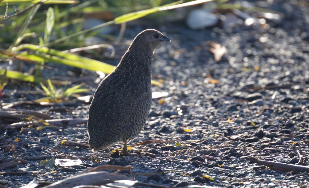 Brown Quail - ML521651971