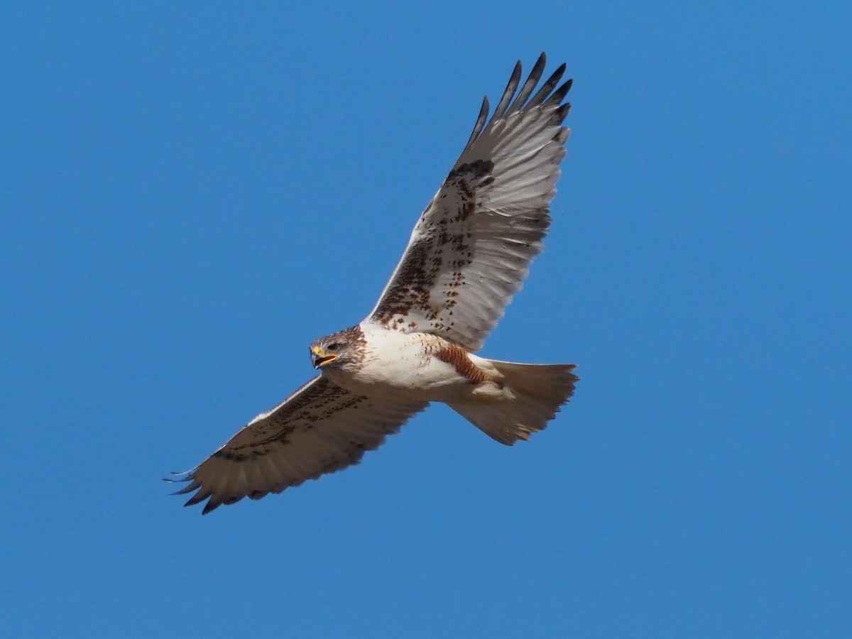 Ferruginous Hawk - ML521652101