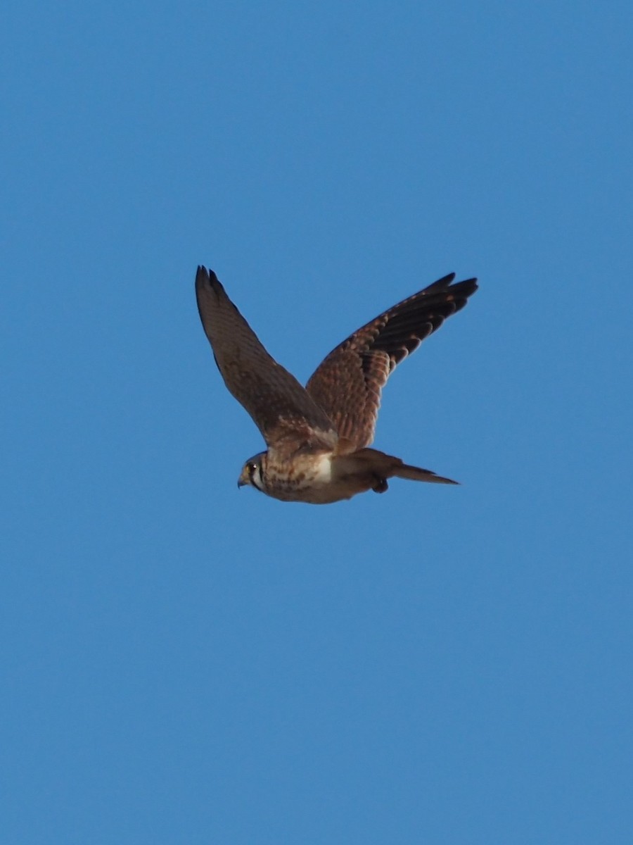American Kestrel - ML521652171