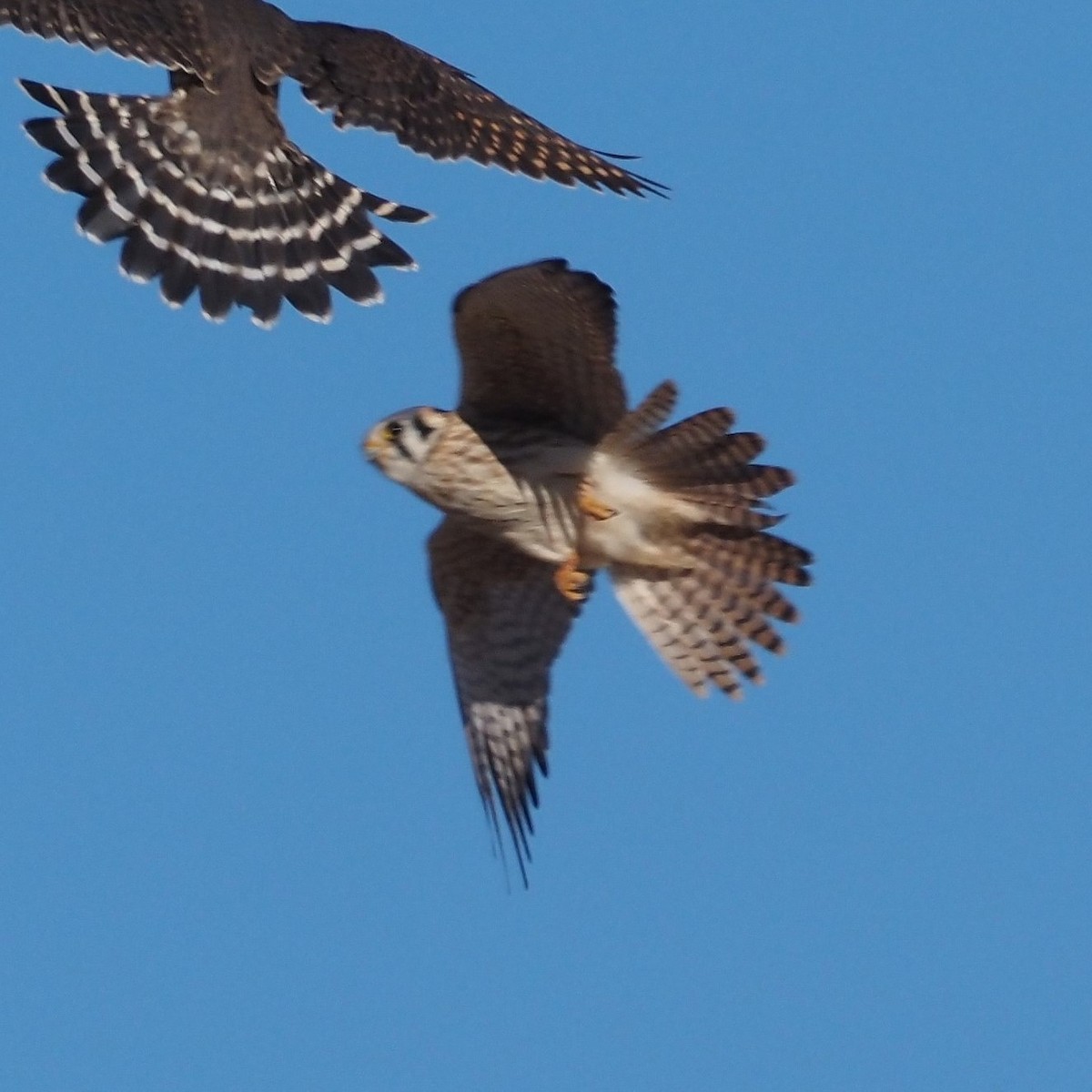 American Kestrel - ML521652541