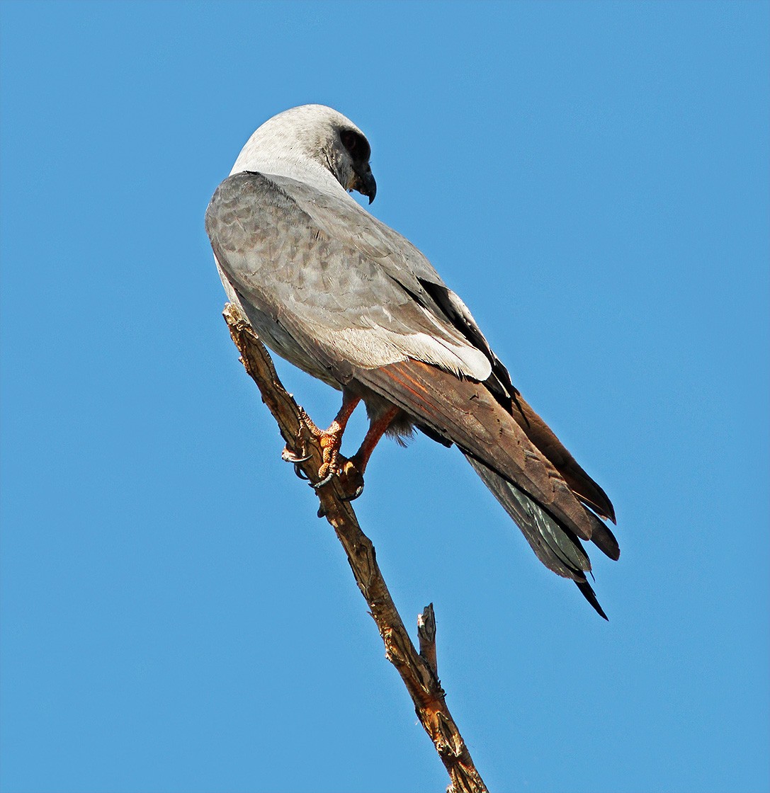 Mississippi Kite - ML52165261