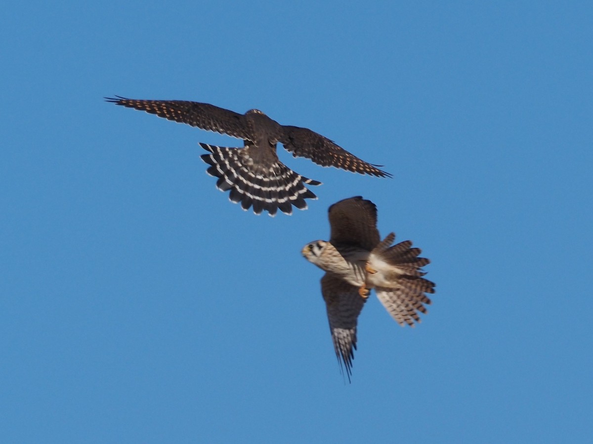 Merlin - ML521652651