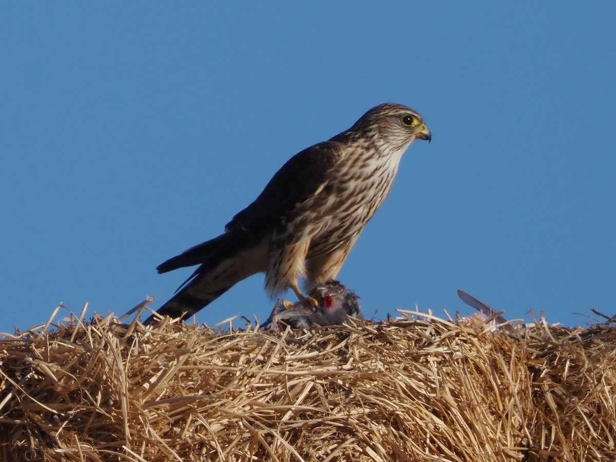 Merlin - ML521652661