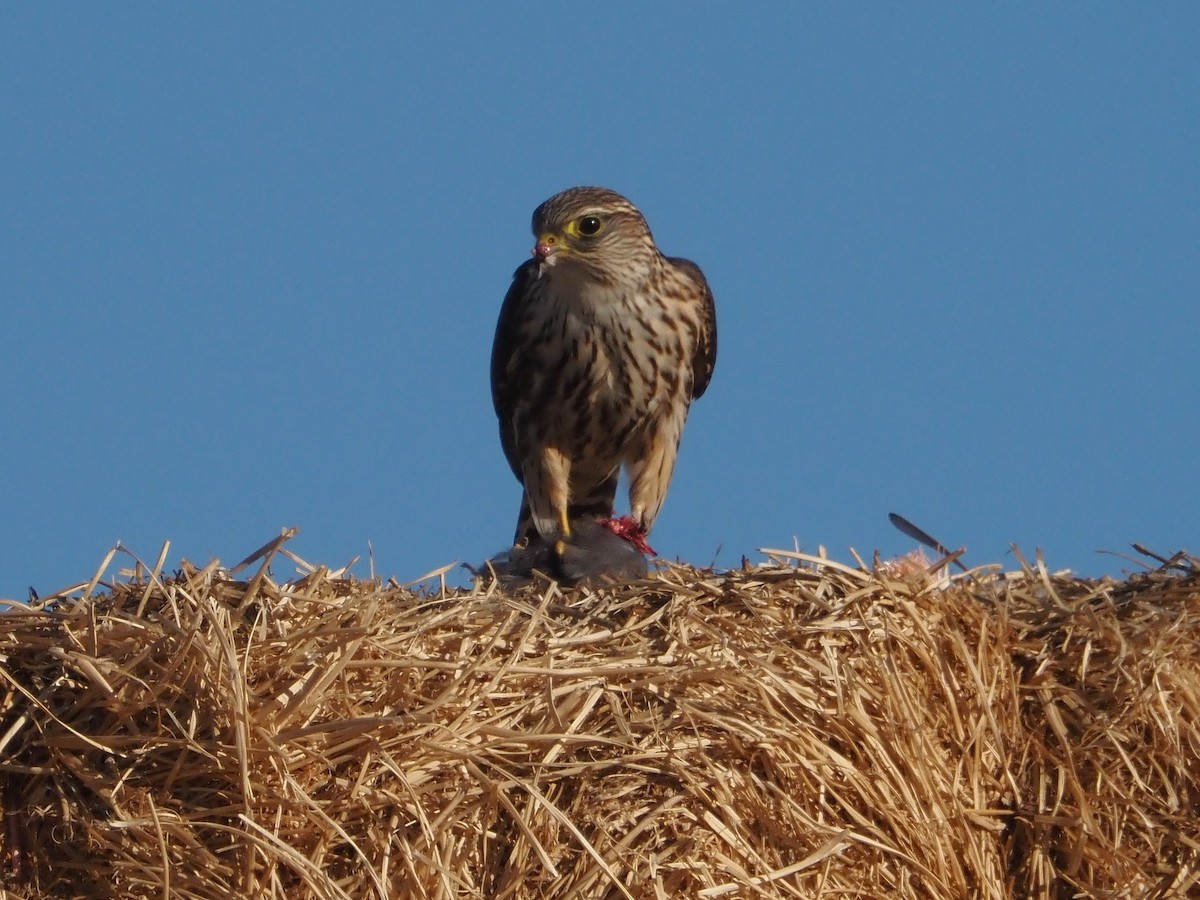 Merlin - ML521652671