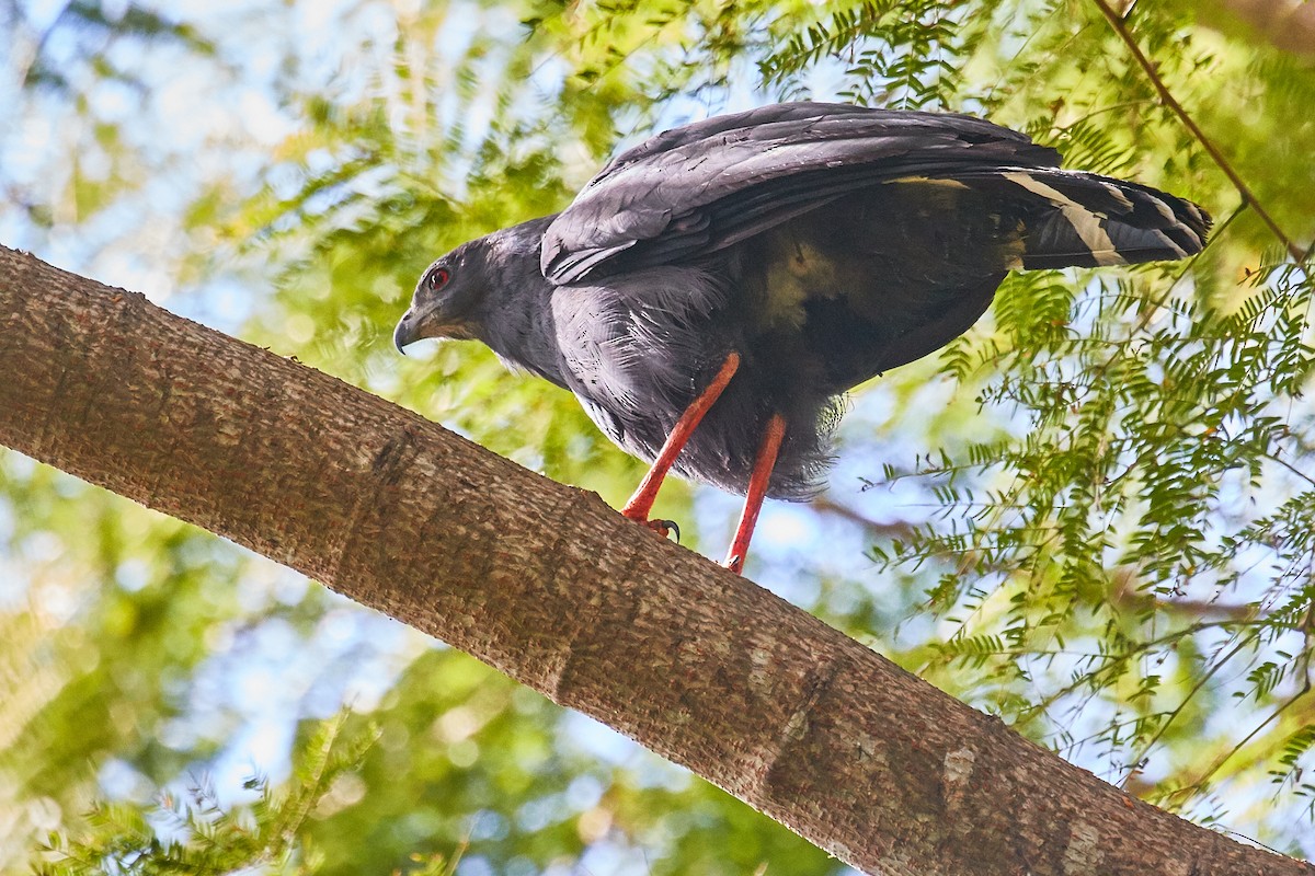 Crane Hawk - ML521652781