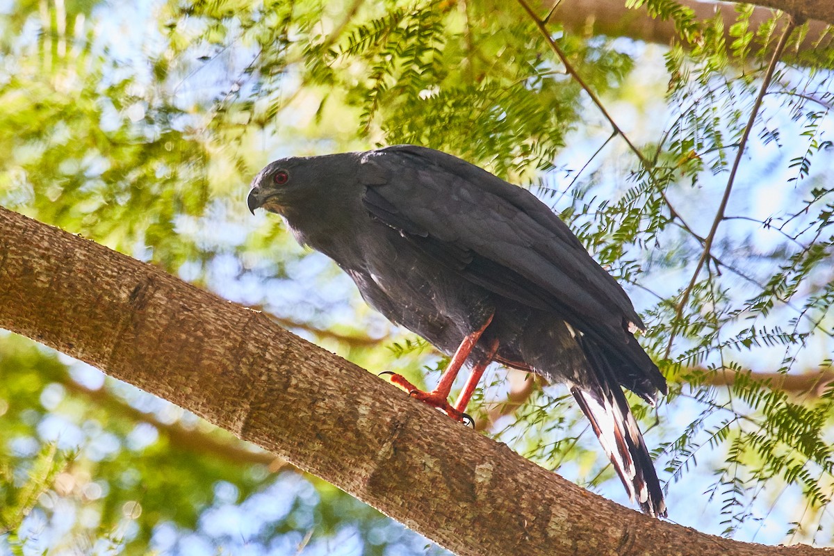 Crane Hawk - ML521652791