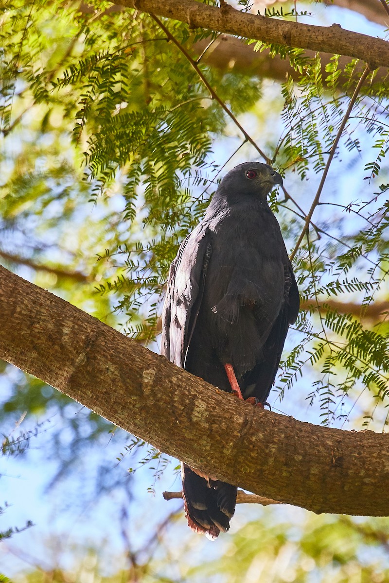 Crane Hawk - ML521652801