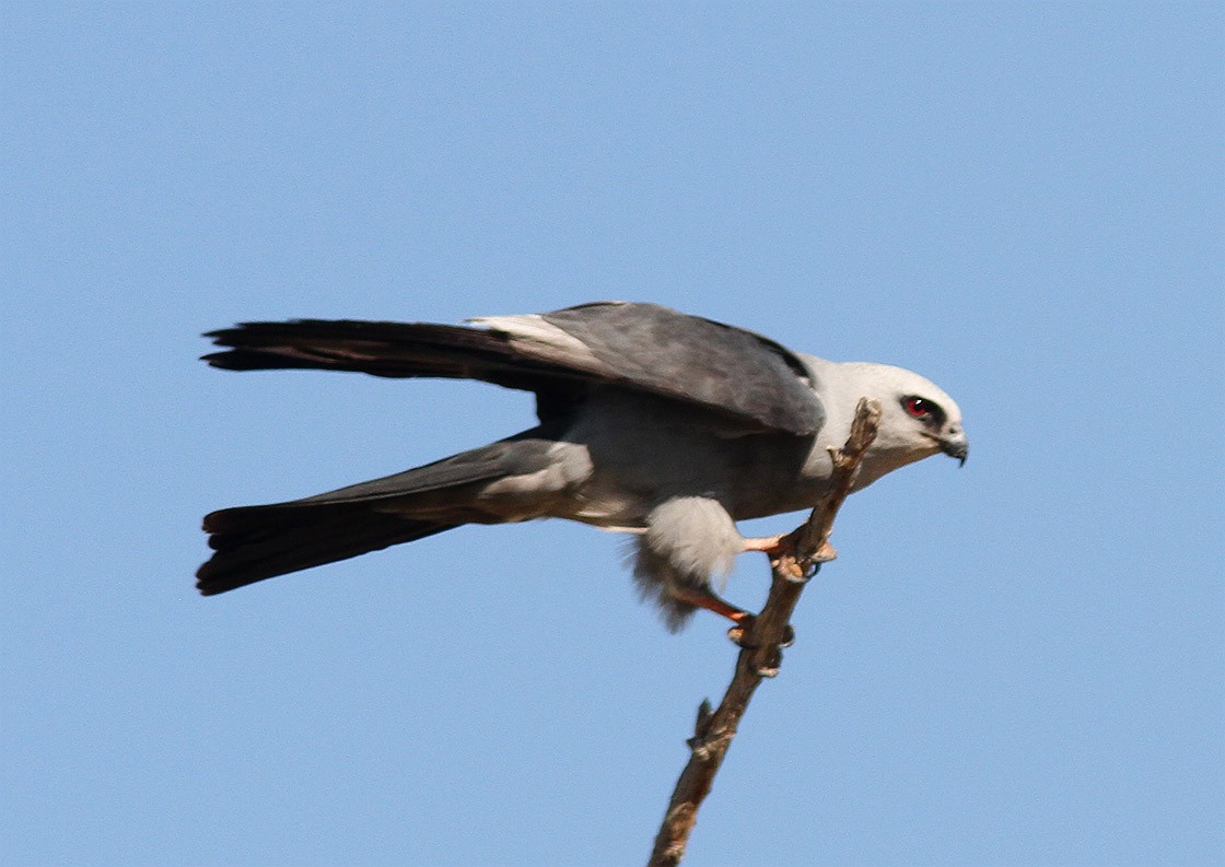 Mississippi Kite - ML52165301
