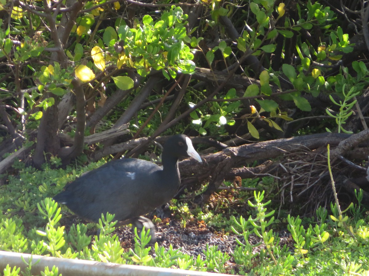 Hawaiian Coot - ML521653201