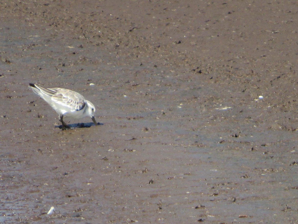 Bécasseau sanderling - ML521653291