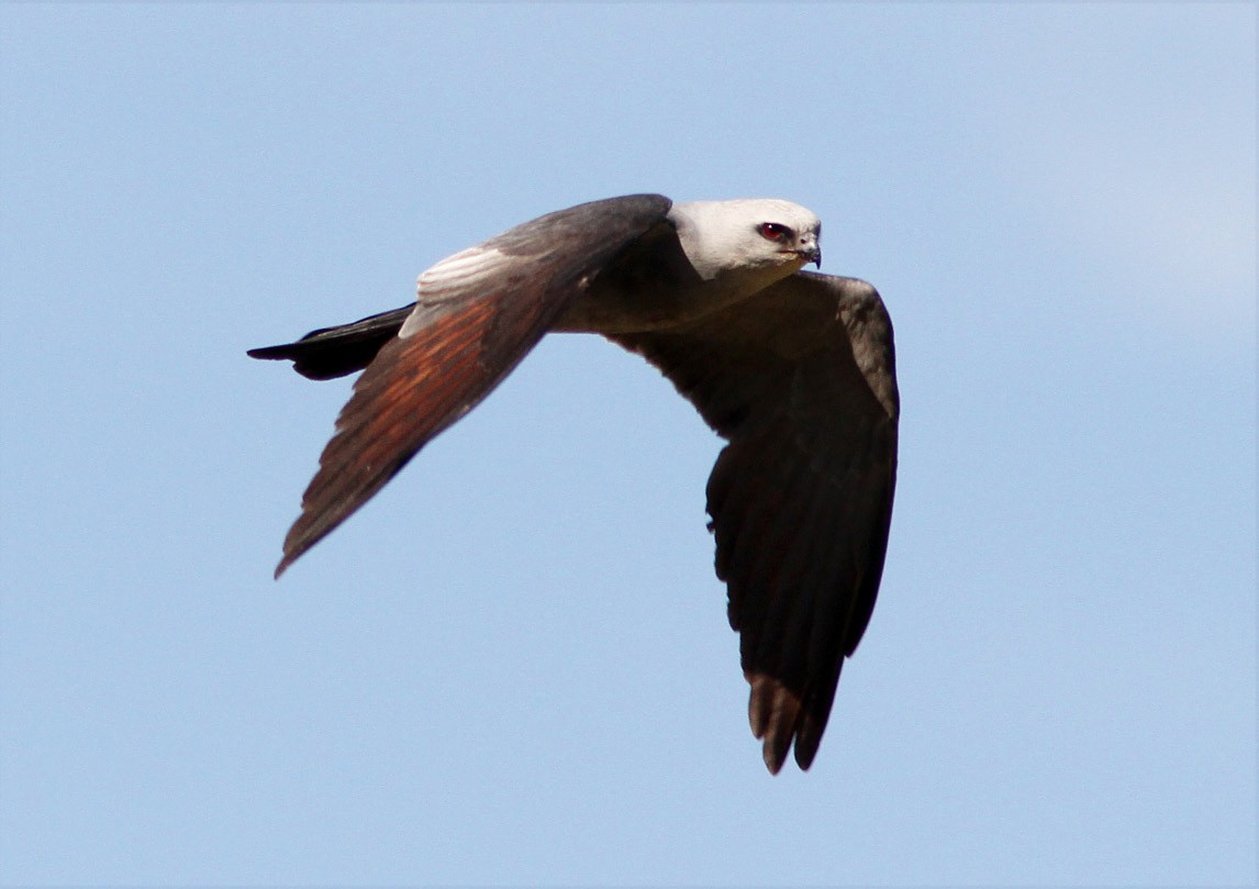 Mississippi Kite - ML52165331