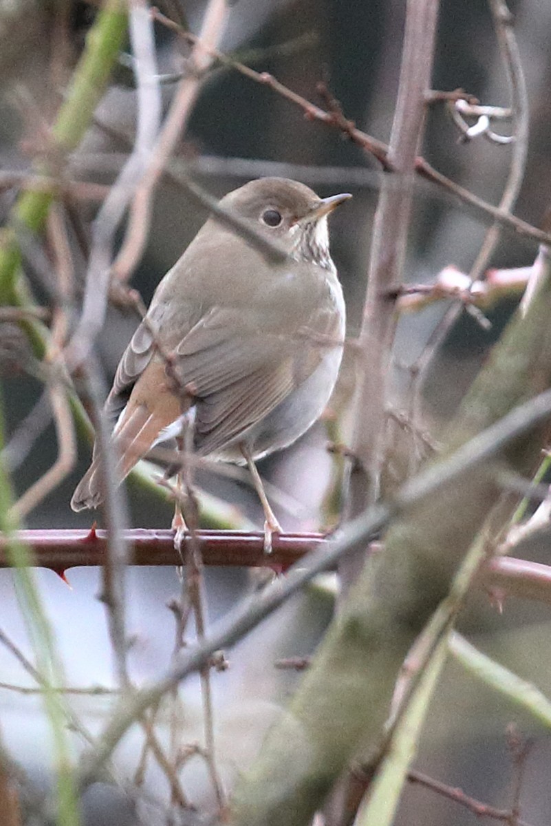 eremittskogtrost - ML521653481