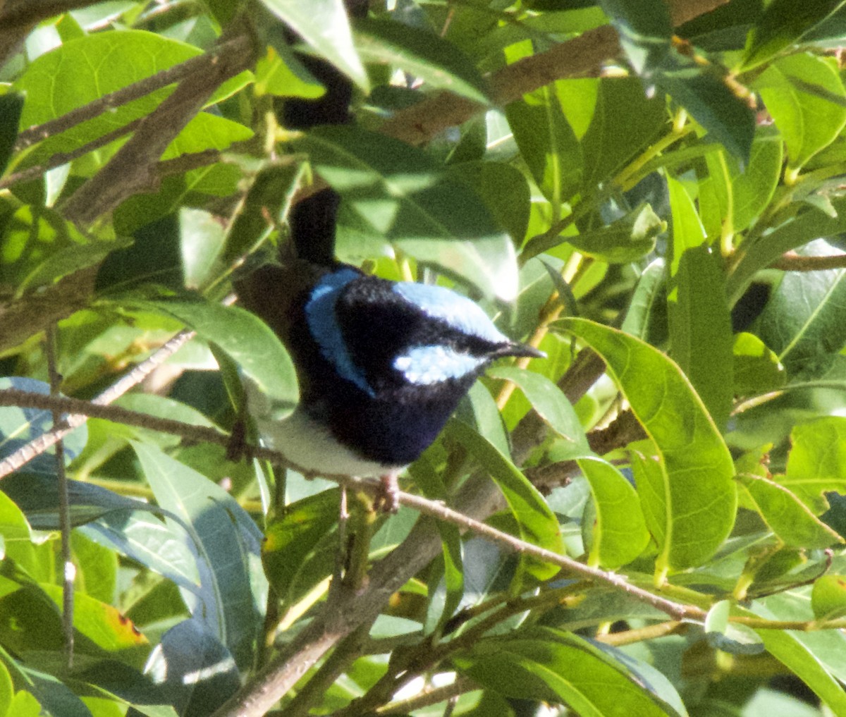 Superb Fairywren - ML521657101