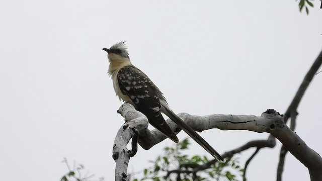 Great Spotted Cuckoo - ML521657311
