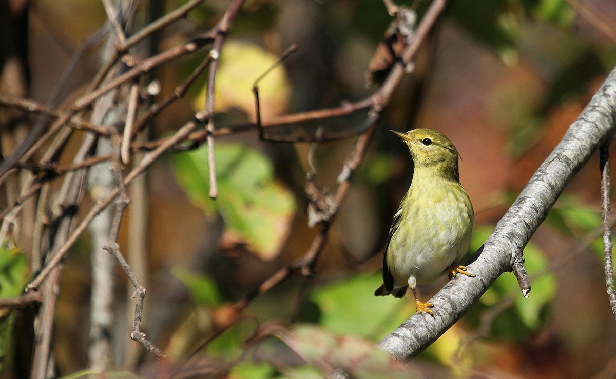Blackpoll Warbler - Mary Keleher