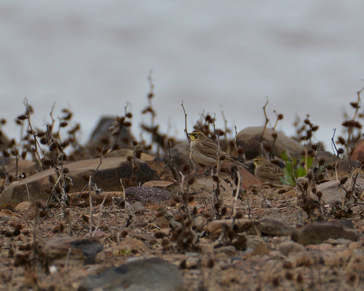 Horned Lark - ML521657921