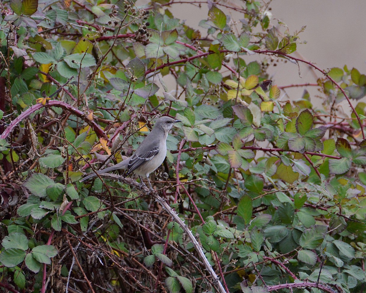 Northern Mockingbird - ML521657981