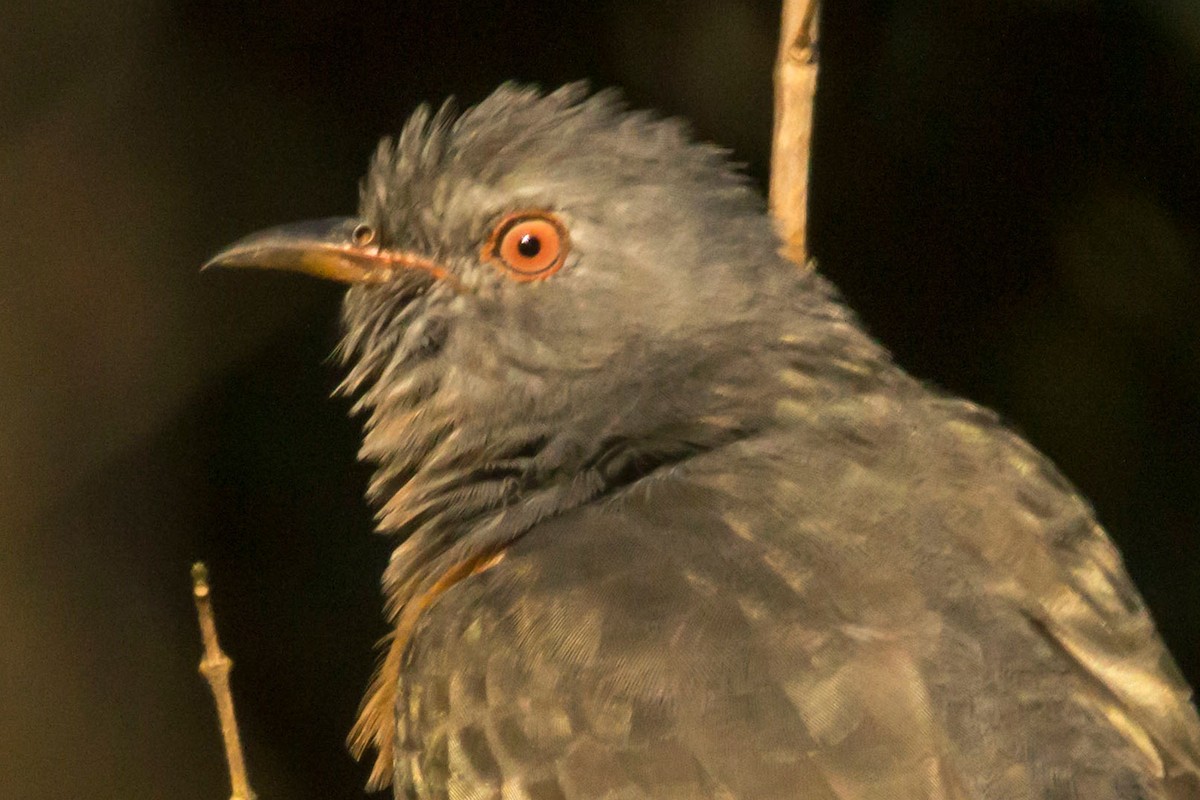 Plaintive Cuckoo - ML521658011