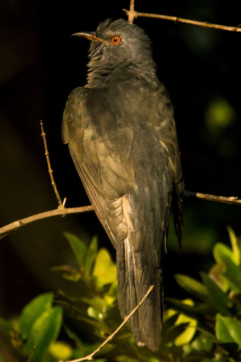 Plaintive Cuckoo - ML521658021