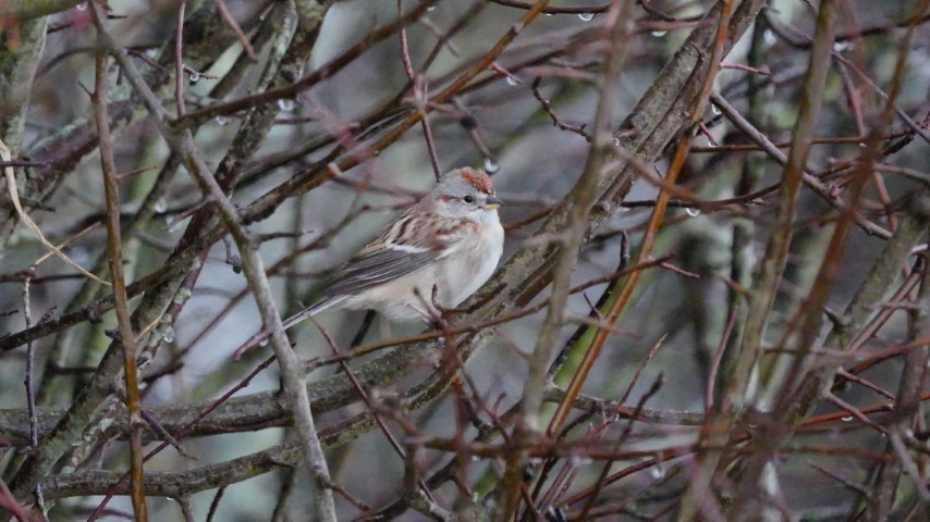 American Tree Sparrow - ML521659331