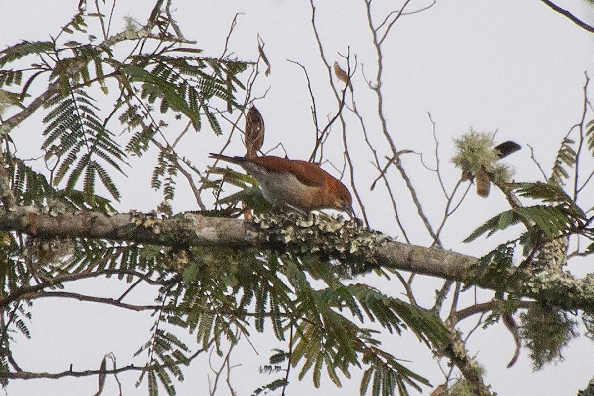 Cinnamon Ibon - Miguel Rouco